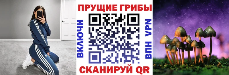 Купить закладки  Шелехов  Псилоцибиновые грибы прущие грибы 